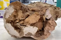 Phát hiện vật liệu có thể “hồi sinh” khủng long, chuyên gia Việt giải mã 