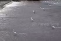 Ấn tượng khoảnh khắc đàn diệc "dàn đội hình" săn cá trên sông 