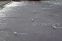 Ấn tượng khoảnh khắc đàn diệc "dàn đội hình" săn cá trên sông 