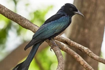 Tận mục "quái chim" chuyên nhại tiếng kêu, săn mồi cực đỉnh 