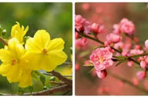 Đã mắt ngắm những cây đào, mai “khủng” nhất Việt Nam