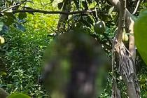 Phát hiện thi thể nam giới trong tư thế treo cổ trên cây bưởi