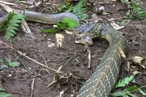 Hổ mang cổ đen bỏ mạng trước sức mạnh của hổ mang chúa