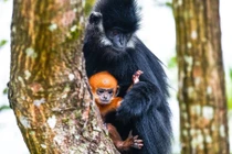 Những bức ảnh ấn tượng về động vật hoang dã