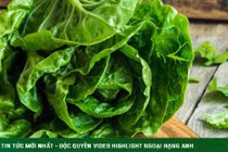 Thần dược xà lách giúp phòng loạt ung thư: Ăn theo 2 cách này cơ thể nhận trọn vẹn dinh dưỡng