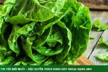 Thần dược xà lách giúp phòng loạt ung thư: Ăn theo 2 cách này cơ thể nhận trọn vẹn dinh dưỡng