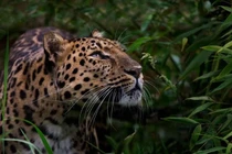 Những loài vật nào sắp bị tuyệt chủng