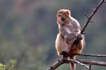  Con giáp khỉ sinh vào những tháng sau đây sẽ mang lại tài lộc dồi dào