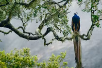  Người sinh 3 tháng âm lịch này, tính tình ngay thẳng, cuộc sống an vui