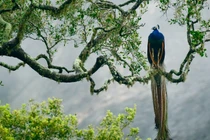  Người sinh 3 tháng âm lịch này, tính tình ngay thẳng, cuộc sống an vui