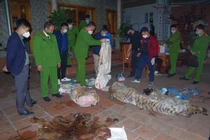 Chủ tịch xã ở Thái Nguyên bị bắt vì giết hổ nấu cao