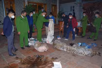 Chủ tịch xã ở Thái Nguyên bị bắt vì giết hổ nấu cao