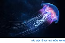 Mê mẩn với những bức ảnh khám phá bí mật về loài sứa 