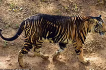 Báo hoa mai đen quý hiếm xuất hiện ở Ấn Độ