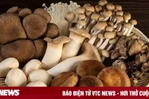 Ăn nấm thường xuyên giúp giảm nguy cơ ung thư