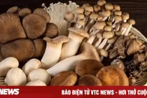 Ăn nấm thường xuyên giúp giảm nguy cơ ung thư