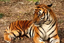 6 loài hổ quý hiếm nhất hành tinh