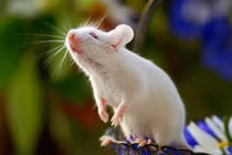 10 ngày đầu tháng 8 âm lịch: 3 con giáp đổi vận bất ngờ, gặt hái nhiều niềm vui tài lộc