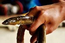 Loài cá đặc sản nhìn như “thủy quái”, 700.000/kg đi săn kiếm tiền triệu/ngày