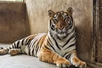 Tiết lộ nơi ở mới của 8 con hổ nuôi trái phép ở Nghệ An