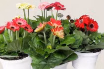 4 loại cây mang ý nghĩa tiền tài, chỉ nghe tên đã thấy giàu có