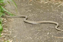 Tại sao rắn độc phải chặt đầu đem chôn sau khi chết?