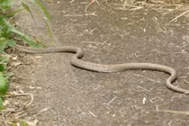 Tại sao rắn độc phải chặt đầu đem chôn sau khi chết?