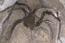 Quái vật “xuyên không” 450 triệu năm bằng cách vô lý nhất thế giới