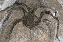 Quái vật “xuyên không” 450 triệu năm bằng cách vô lý nhất thế giới