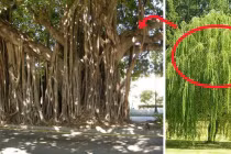 5 loại cây không nên trồng trước nhà kẻo tài lộc tiêu tán