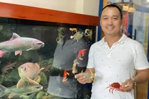 Loại cua nuôi chỉ để ngắm, giá lên đến trăm nghìn/con, chủ cửa hàng bán 2.000 con/tháng