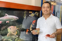 Loại cua nuôi chỉ để ngắm, giá lên đến trăm nghìn/con, chủ cửa hàng bán 2.000 con/tháng