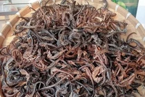 Loài cá tí hon được coi là “thần dược”, giá hàng chục triệu đồng/kg