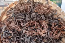 Loài cá tí hon được coi là “thần dược”, giá hàng chục triệu đồng/kg