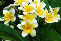 Đừng dại gì để 6 loài cây hoa này xuất hiện trong nhà