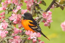  Ai sinh tháng Âm lịch này trầm ổn, tự tin, làm ăn thuận lợi, càng về sau càng phát đạt