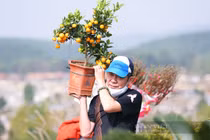 Sợ “tắc đường”, người Hà Nội mang đào quất đi tảo mộ sớm