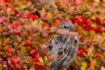 Lòng tốt được đền đáp, 3 con giáp vững vàng, tiền bạc không thiếu