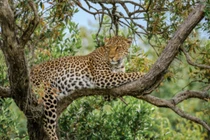 Hổ cái giận dữ trả thù, báo hoa mai phải cố thủ trên cây suốt 7 tiếng