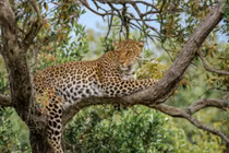 Hổ cái giận dữ trả thù, báo hoa mai phải cố thủ trên cây suốt 7 tiếng