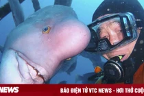 Tình bạn khó tin của cụ ông và 1 chú cá hơn 30 năm