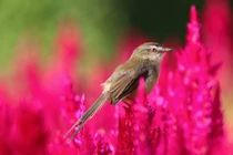 4 con giáp nào may mắn nhất năm Nhâm Dần