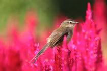 4 con giáp nào may mắn nhất năm Nhâm Dần