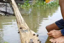 Đặc sản hiếm được ví như “lộc trời” ở miền Tây, bắt bán kiếm tiền triệu/ngày
