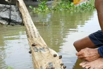 Đặc sản hiếm được ví như “lộc trời” ở miền Tây, bắt bán kiếm tiền triệu/ngày