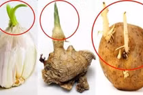 3 thực phẩm mọc mầm tốt cho sức khỏe, càng ăn càng sống thọ