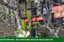Đào mận rừng xuống phố Hà Nội với giá bán tiền triệu