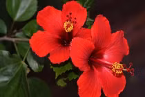  5 loại hoa này để trong nhà như mời gọi vận xui vào cửa