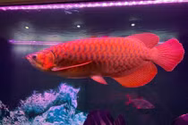 Đâu là loại cá phong thủy hút tài lộc tốt nhất nên nuôi?