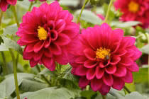 Tuần mới (10/10 - 16/10/2022), 3 con giáp Thần Tài ưu ái, làm một lãi 10 